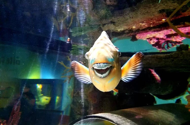 Oregon Coast - Parrot fish smiling at me at the Newport Aquarium