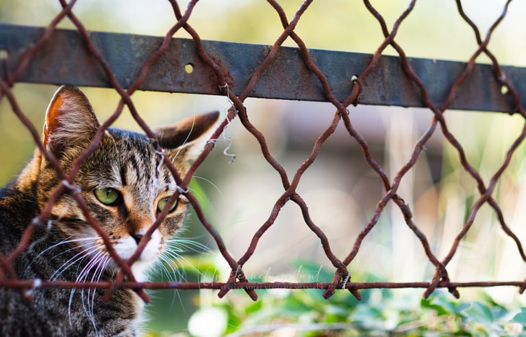 street photographie - photo de rue - un eternel instant - photographe portrait bas rhin