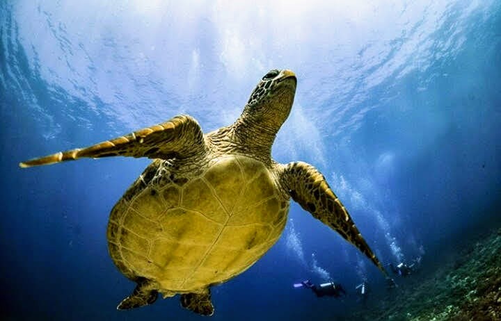 Turtle is often found easy in Gili Island