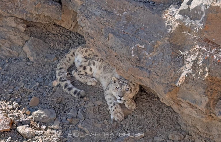 Snow leopard up-close
