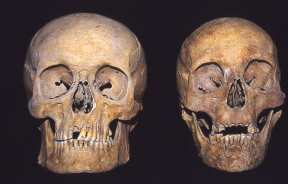 Male and female skulls