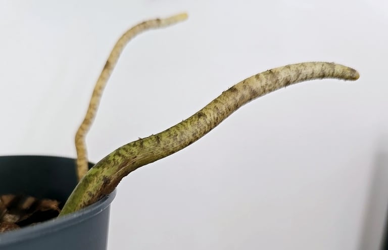Picture of aerial roots