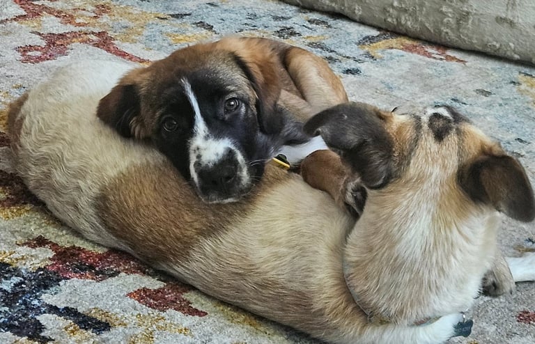 Calm and fulfilled pets is our goal