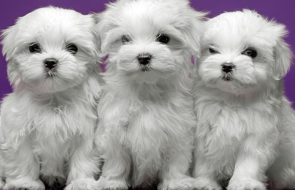 Perfect Paw Pups Maltese puppies for sale in Texas