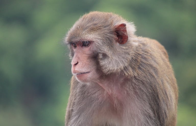 macaque in bardiya forest