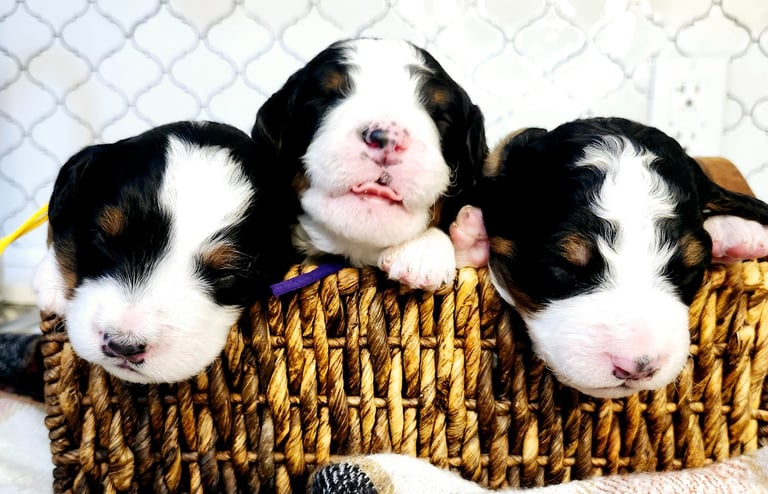 Bernedoodle Puppies