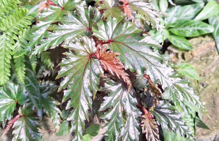 a leafy garden plant thriving in humid condition