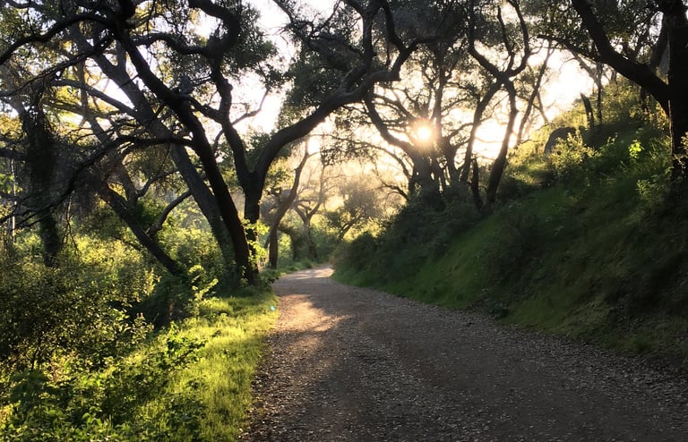 Dirt path through a dark forest with sunlight filtering through the trees.
