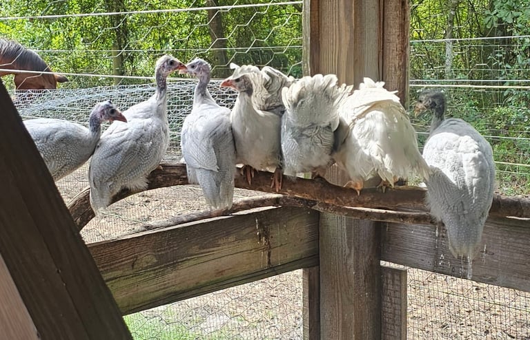 Small flock of juvenile white and lavender guinea fowl perched together in coop