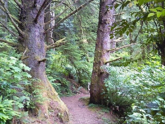 Oregon Coast - Hiking trail at Tugman State Park in Lakeside