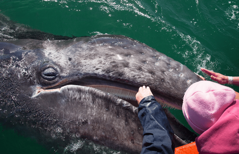 people petting a whale in Baja, Mexico