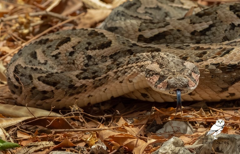 Puff Adder – Birding Adventures Gambia