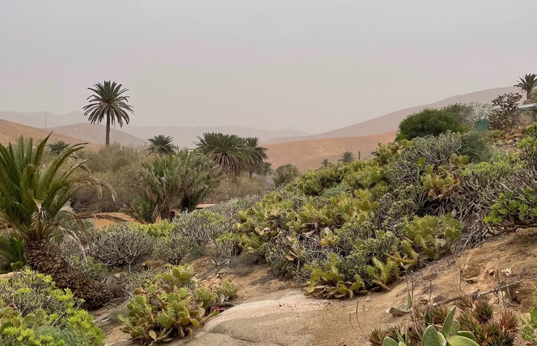 Îles Canaries - Fuerte Ventura - Désert et plantes cactées