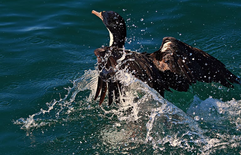 Cormorant says it's time to leave Penguin Island