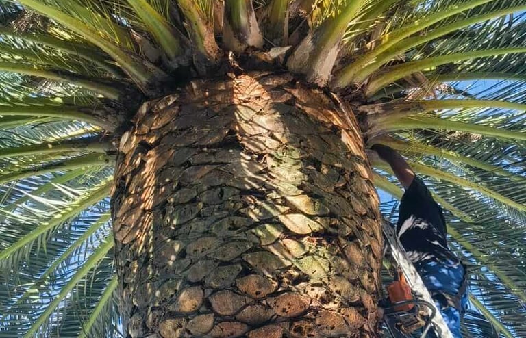 a man is climbing up a palm tree