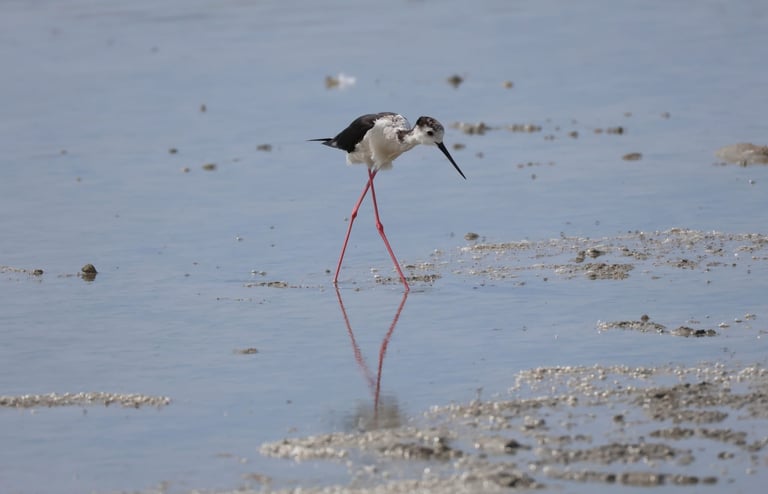 The Black- winged stilt