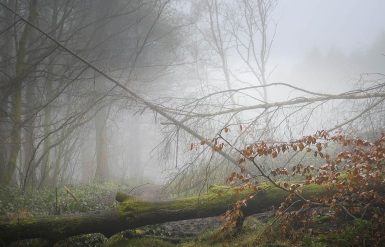 A fallen tree in Annesley woodland in Nottingham captured during Autumnal mist