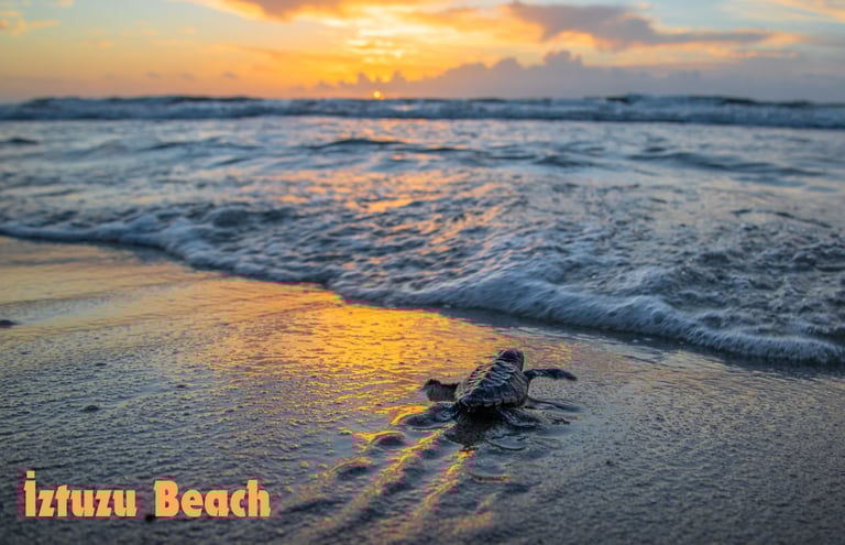 Caretta Caretta Turtle at İztuzu Beach