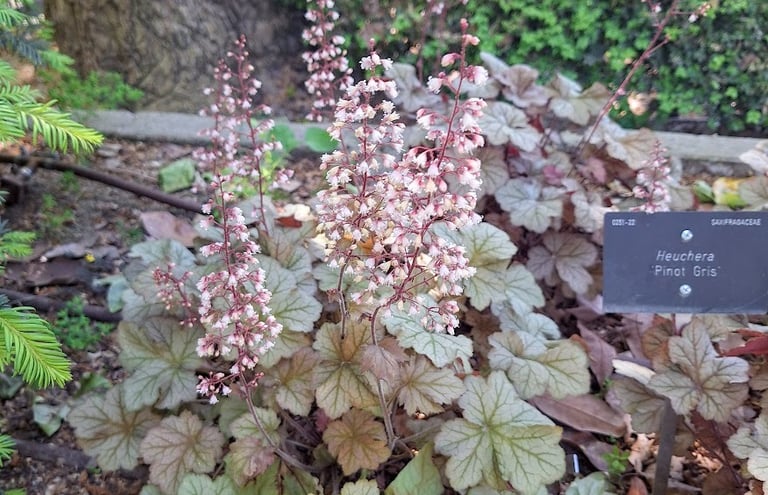 a flowering and low maintenance perennial thriving in USDA zone 6