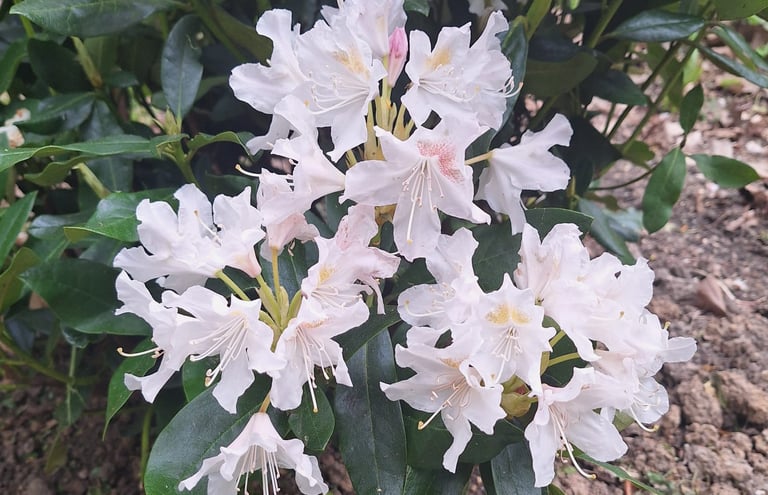 a white flowering garden plant