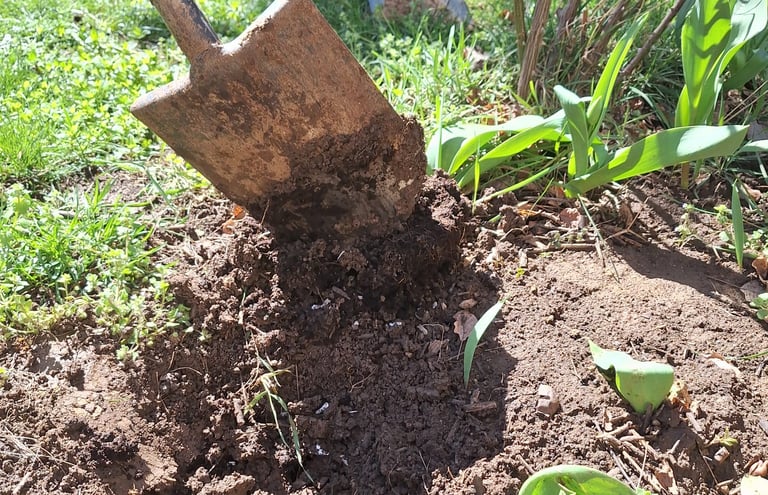 a person digging a planting hole in our garden
