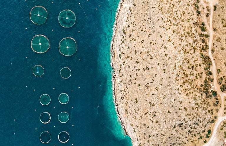 vietnamese crab supplier