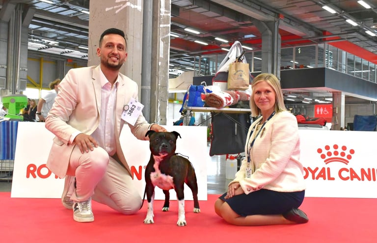 Staffordshire Bull Terrier Grecalestaffs Stubborn Fighter Jin con la giudice Sara Van Wijk