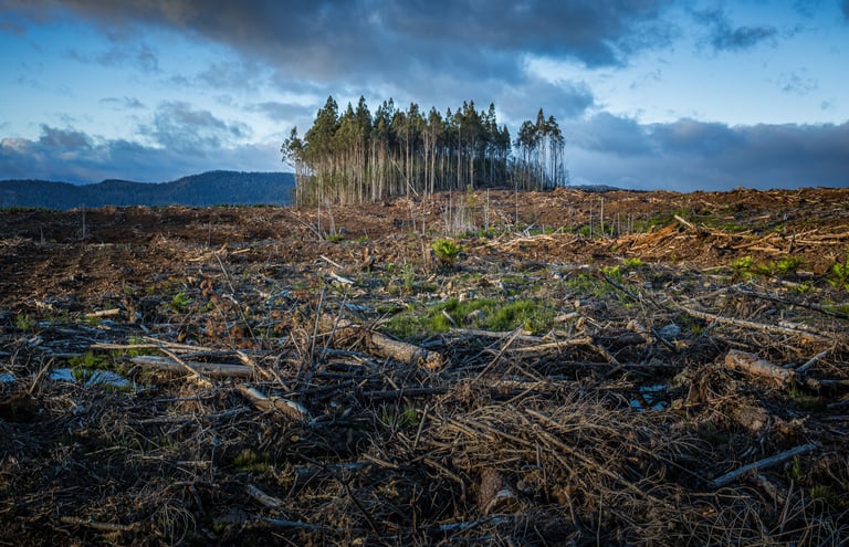 Photo of small patch of trees surround by a cut down forest