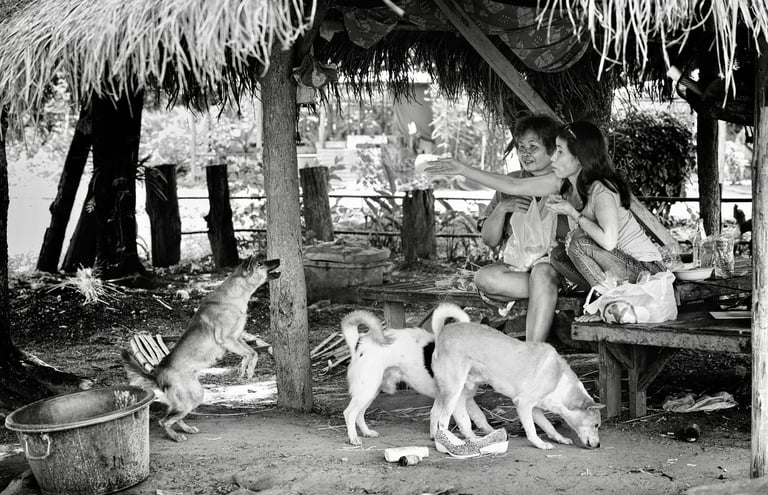 2 Thai ladies feeding some street dogs in Thailand
