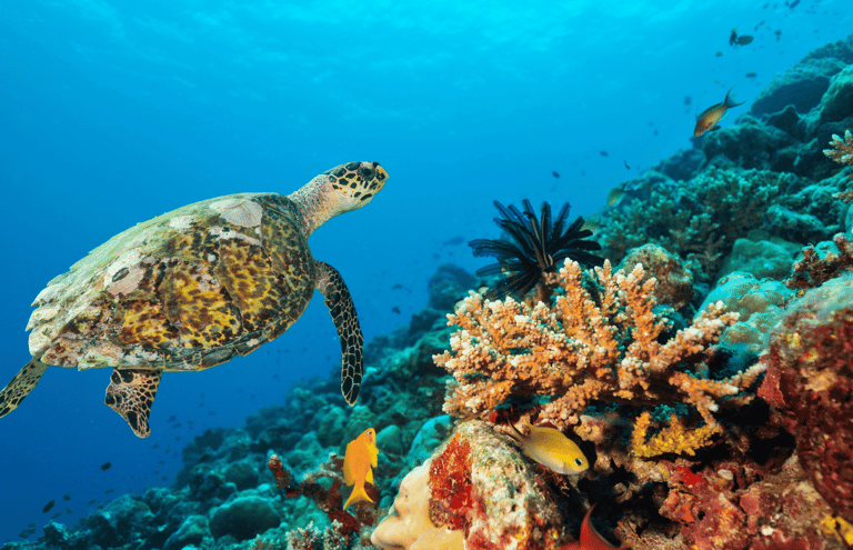 vėžliai koralai snorkelinimas