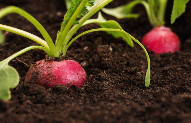 Radishes: The Instant Confidence Booster
