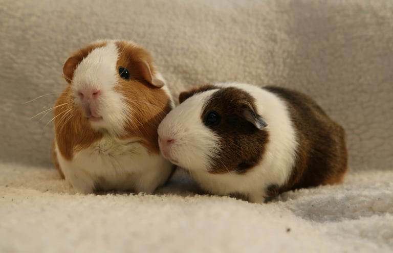 Pet animals for animal healing