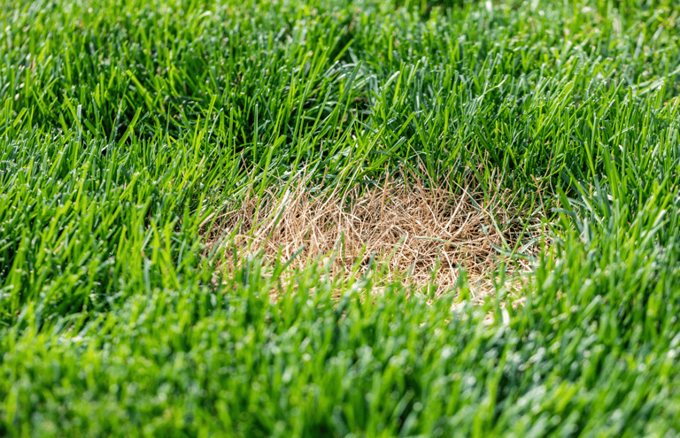 Brown patch disease causing circular brown areas in a residential lawn