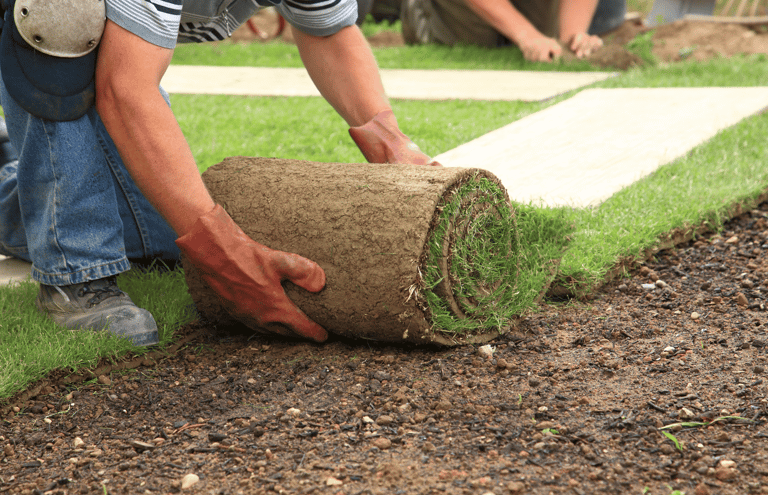 Professional sod installation creating instant lawn coverage