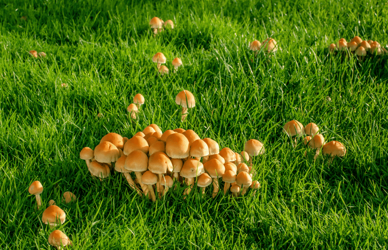 Mushrooms growing in a residential lawn indicating excess moisture and organic matter