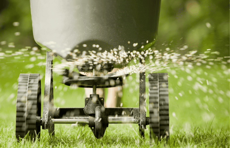 Overseeding a lawn to fill bare spots and improve grass thickness and color
