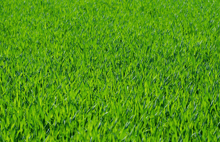 Healthy green lawn after professional fertilization and weed control treatment by a local lawn care 