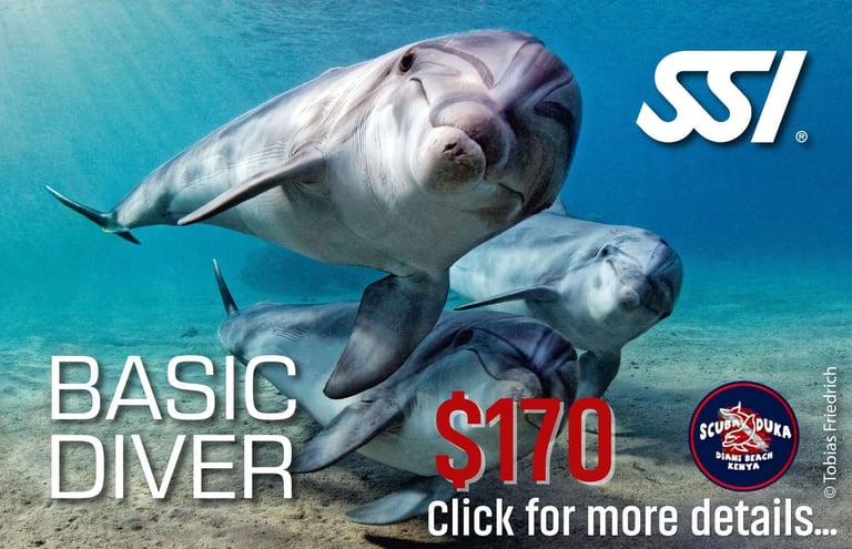 SSI Basic Diver course promotion featuring bottlenose dolphins swimming in clear blue ocean water.