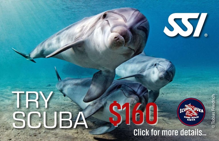 A group of dolphins swimming underwater for a Try Scuba diving course advertisement by Scuba Duka in Diani Beach Kenya.