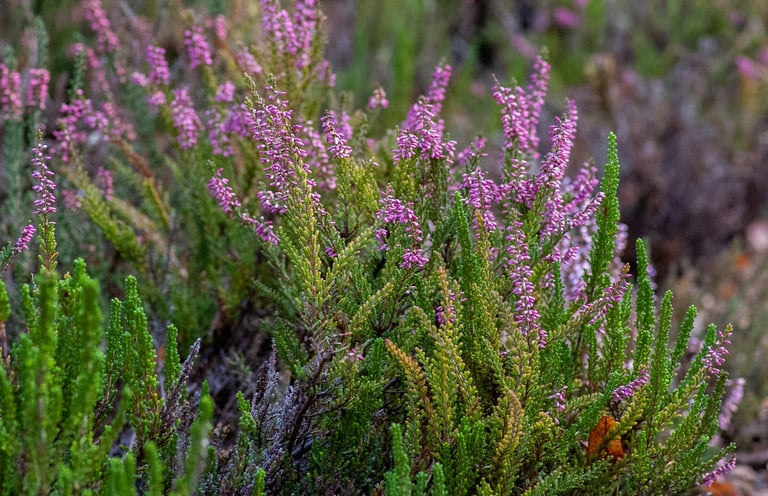 multiple blooming Heather bushes with pink blooms