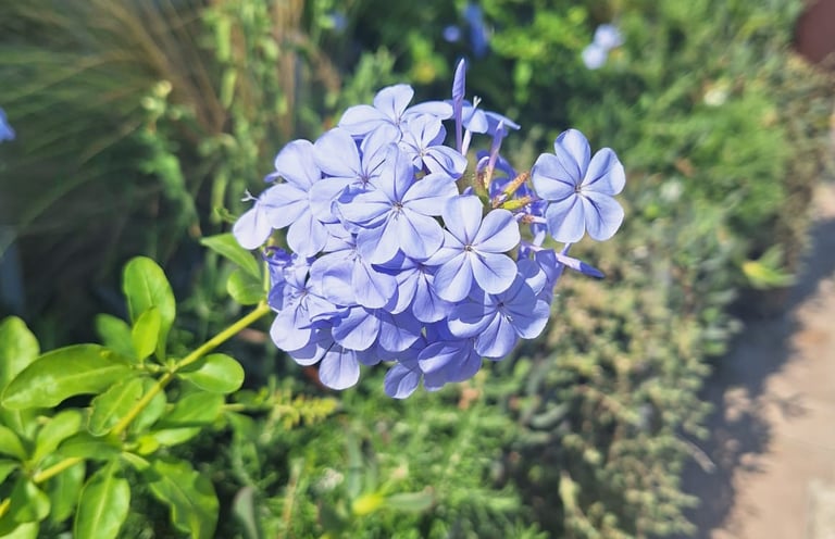 a flowering garden plant with a blue color
