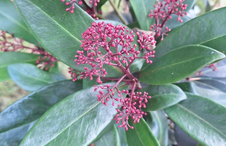 an evergreen Skimmia Japonica suited for frount house gardens