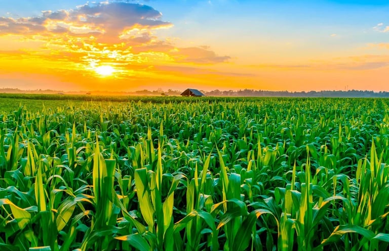 Serviços que prestamos nas culturas de grãos