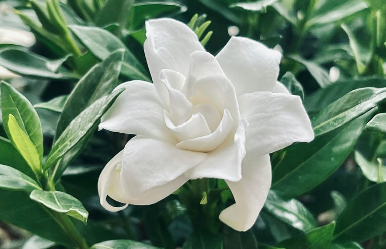 an evergreen Gardenia bush with one white flower