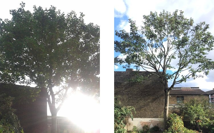 Crown thinning before and after letting more light through by sharp hedges
