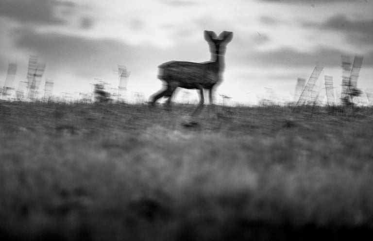 image suggestive d'un chevreuil dans une prairie