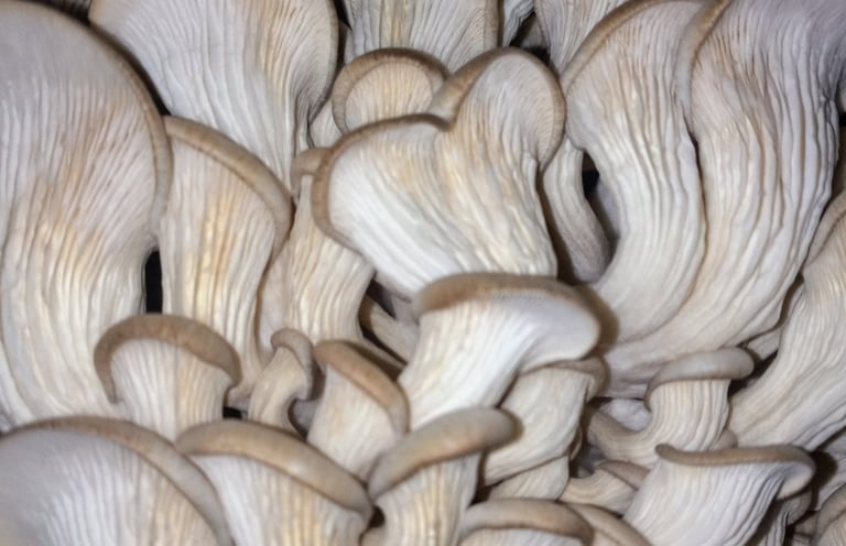 Oyster mushroom kit that is too dry from low humidity