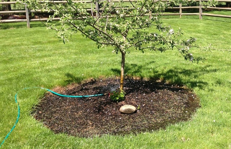 Young apple tree being watered with a garden hose