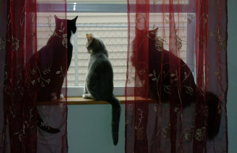 Animal Reiki