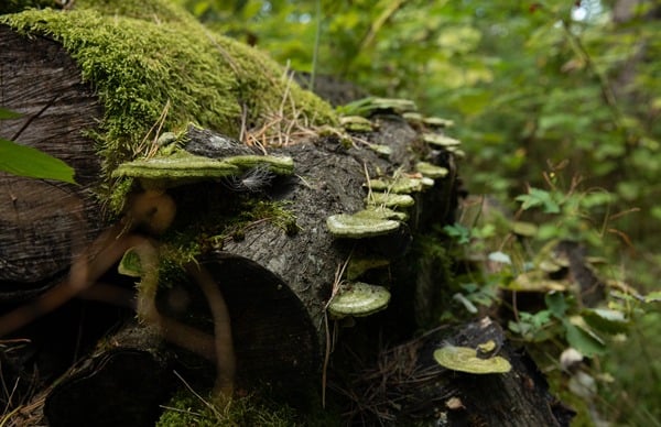 samanotas medžio kamienas su grybiena